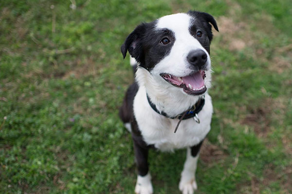 Australian Shepard Mix