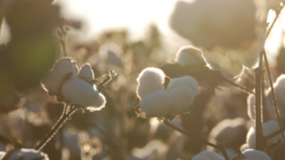 Microsoft Dynamics SL &mdash; Alabama Farmers Cooperative